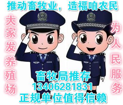 猪马牛羊配种视频