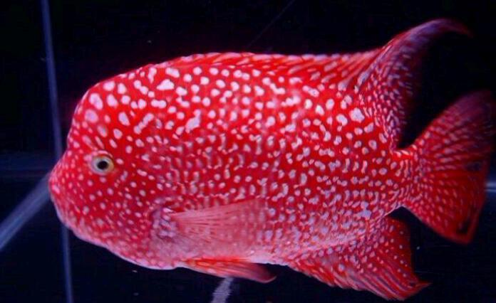 罗汉鱼苗 泰国进口 彩虹金花罗汉鱼苗2-3cm 超低批发价出售